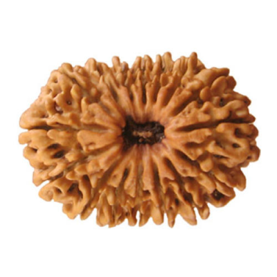 16-mukhi-rudraksha